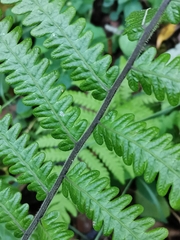 Leptogramma mollissima