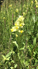 Rhinanthus alectorolophus