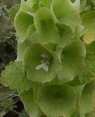 Moluccella laevis