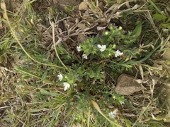 Magnoliopsida