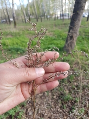 Artemisia