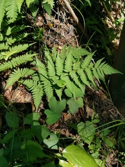 Dryopteris lacera