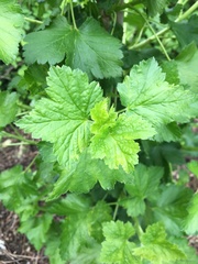 Ribes × nidigrolaria