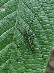 Chloridolum thomsoni