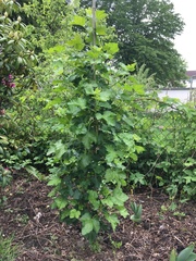 Ribes × nidigrolaria