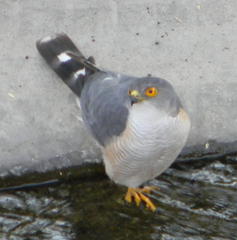 Accipiter minullus
