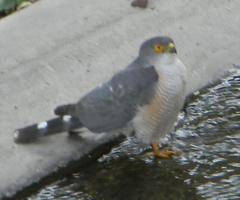 Accipiter minullus