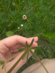 Galium mollugo