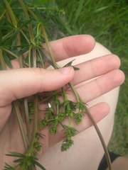 Galium mollugo