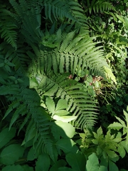 Dryopteris uniformis