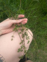 Galium mollugo