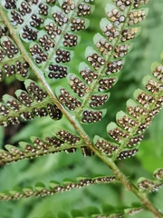 Dryopteris uniformis