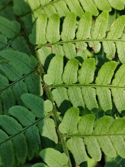 Dryopteris uniformis
