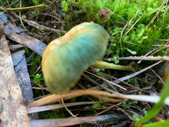 Entoloma rodwayi