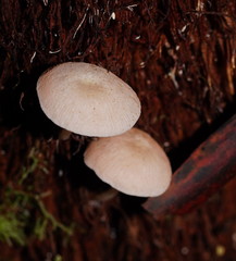 Entoloma albidosimulans
