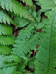 Dryopteris uniformis