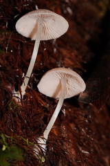Entoloma albidosimulans