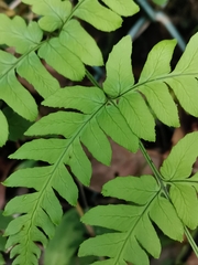 Dryopteris lacera