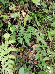 Dryopteris lacera
