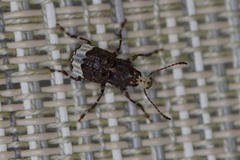 Eurymycter fasciatus