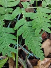 Dryopteris lacera