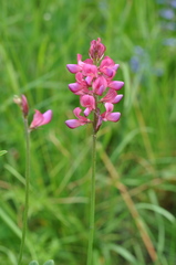Onobrychis montana