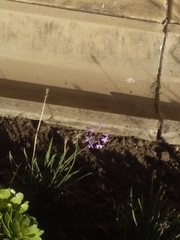 Tulbaghia violacea
