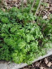 Artemisia