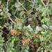 Cissus rotundifolia - Photo (c) Kate Braun, algunos derechos reservados (CC BY-NC), subido por Kate Braun