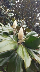 Magnolia grandiflora