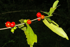 Tricalysia jasminiflora