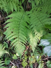 Dryopteris uniformis