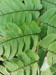 Dryopteris uniformis