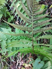 Dryopteris uniformis