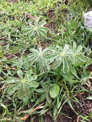 Lupinus pilosus