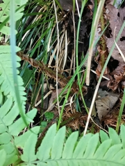 Dryopteris uniformis