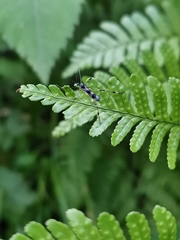 Gymnastes flavitibia
