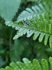 Gymnastes flavitibia