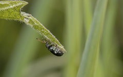 Phyllobius viridicollis