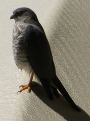 Accipiter minullus