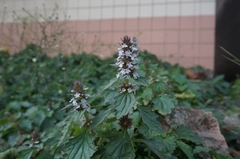 Ajuga ciliata