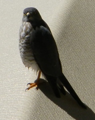 Accipiter minullus
