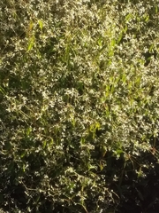 Magnoliopsida