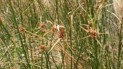 Cyperus gymnocaulos