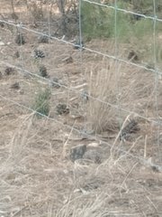 Acanthiza chrysorrhoa