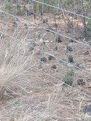 Acanthiza chrysorrhoa