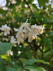 Deutzia crenata
