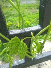Humulus lupulus