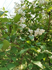 Deutzia crenata