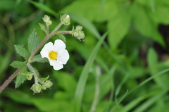 Drymocallis rupestris